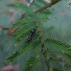 Formicidae (family) at Paddys River, ACT - 8 Mar 2021