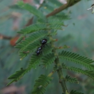 Formicidae (family) at Paddys River, ACT - 8 Mar 2021 10:16 AM