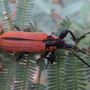 Rhinotia haemoptera at Paddys River, ACT - 8 Mar 2021 10:16 AM