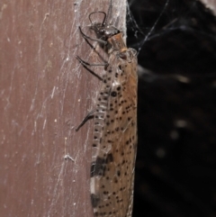 Archichauliodes (Riekochauliodes) guttiferus (Dobsonfly or Fishfly) at Acton, ACT - 4 Mar 2021 by TimL