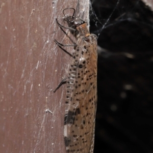 Archichauliodes (Riekochauliodes) guttiferus at Acton, ACT - 4 Mar 2021 10:35 AM