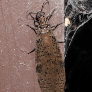 Archichauliodes (Riekochauliodes) guttiferus at Acton, ACT - 4 Mar 2021 10:35 AM