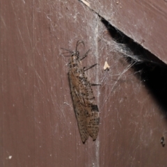 Archichauliodes (Riekochauliodes) guttiferus at Acton, ACT - 4 Mar 2021