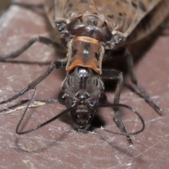 Archichauliodes (Riekochauliodes) guttiferus at Acton, ACT - 4 Mar 2021 10:35 AM