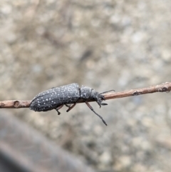 Rhipicera femorata (Feather-horned beetle) at Gateway Island, VIC - 9 Mar 2021 by ChrisAllen