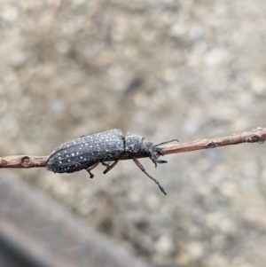 Rhipicera (Agathorhipis) femorata at Gateway Island, VIC - 9 Mar 2021