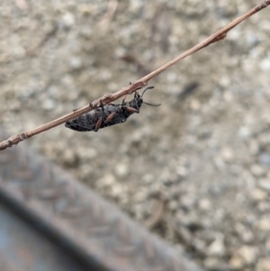 Rhipicera femorata at Gateway Island, VIC - 9 Mar 2021 08:12 AM
