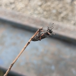 Rhipicera femorata at Gateway Island, VIC - 9 Mar 2021 08:12 AM