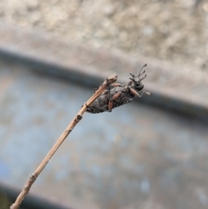 Rhipicera (Agathorhipis) femorata at Gateway Island, VIC - 9 Mar 2021