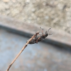 Rhipicera femorata at Gateway Island, VIC - 9 Mar 2021 08:12 AM