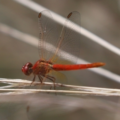 Diplacodes haematodes (Scarlet Percher) at Cook, ACT - 8 Mar 2021 by Tammy