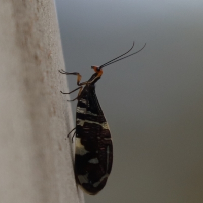 Porismus strigatus (Pied Lacewing) at Cook, ACT - 8 Mar 2021 by Tammy