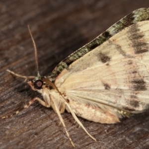 Aeolochroma metarhodata at Melba, ACT - 3 Mar 2021 10:44 PM