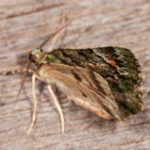 Aeolochroma metarhodata at Melba, ACT - 3 Mar 2021 10:44 PM