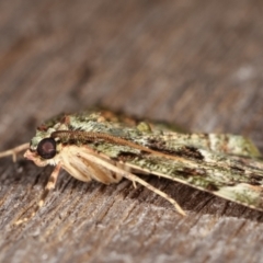 Aeolochroma metarhodata at Melba, ACT - 3 Mar 2021 10:44 PM