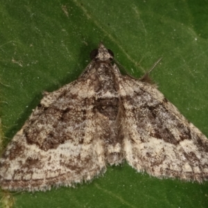 Phrissogonus laticostata at Melba, ACT - 3 Mar 2021 10:43 PM