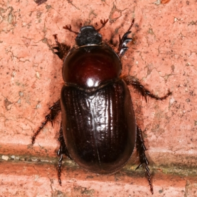 Adoryphorus coulonii (Redheaded pasture cockchafer) at Melba, ACT - 3 Mar 2021 by kasiaaus