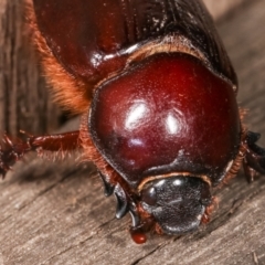 Adoryphorus coulonii at Melba, ACT - 3 Mar 2021