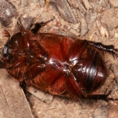 Adoryphorus coulonii at Melba, ACT - 3 Mar 2021