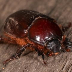 Adoryphorus coulonii at Melba, ACT - 3 Mar 2021