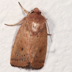 Diarsia intermixta (Chevron Cutworm, Orange Peel Moth.) at Melba, ACT - 4 Mar 2021 by kasiaaus