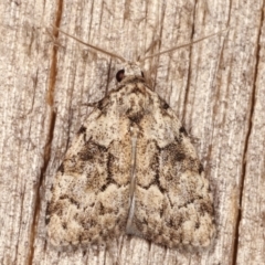 Nola tetralopha (A Nolid moth) at Melba, ACT - 4 Mar 2021 by kasiaaus