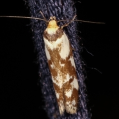 Palimmeces habrophanes (A Concealer moth) at Melba, ACT - 4 Mar 2021 by kasiaaus