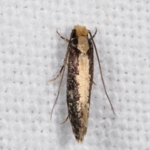 Monopis crocicapitella at Melba, ACT - 4 Mar 2021