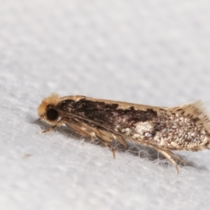 Monopis crocicapitella at Melba, ACT - 4 Mar 2021