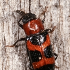 Thallis compta (Fungus beetle) at Melba, ACT - 4 Mar 2021 by kasiaaus