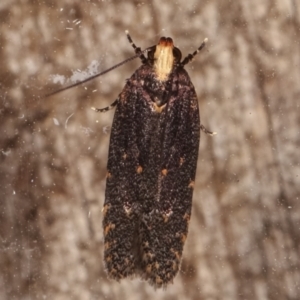 Ardozyga undescribed species near deltodes at Melba, ACT - 4 Mar 2021