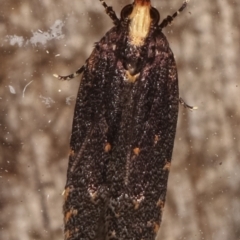 Ardozyga undescribed species near deltodes at Melba, ACT - 4 Mar 2021