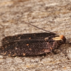 Ardozyga undescribed species near deltodes at Melba, ACT - 4 Mar 2021