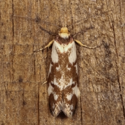 Palimmeces habrophanes (A Concealer moth) at Melba, ACT - 4 Mar 2021 by kasiaaus