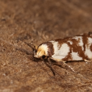 Palimmeces habrophanes at Melba, ACT - 4 Mar 2021 08:52 PM