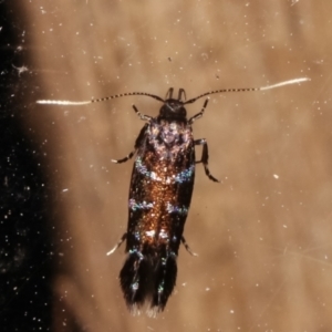 Stagmatophora argyrostrepta at Melba, ACT - 4 Mar 2021