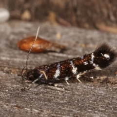 Stagmatophora argyrostrepta at Melba, ACT - 4 Mar 2021 08:59 PM