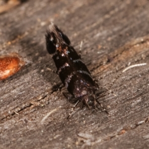 Stagmatophora argyrostrepta at Melba, ACT - 4 Mar 2021