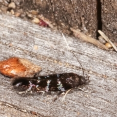 Stagmatophora argyrostrepta at Melba, ACT - 4 Mar 2021