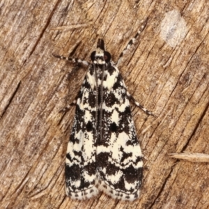 Scoparia exhibitalis at Melba, ACT - 4 Mar 2021 09:00 PM