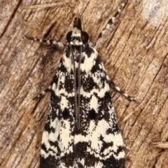 Scoparia exhibitalis at Melba, ACT - 4 Mar 2021