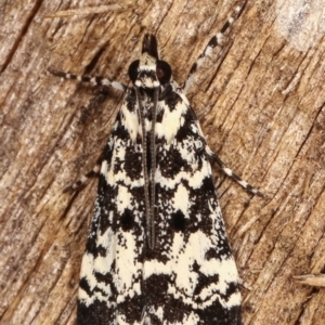 Scoparia exhibitalis at Melba, ACT - 4 Mar 2021 09:00 PM