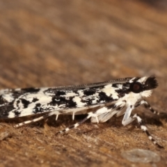 Scoparia exhibitalis at Melba, ACT - 4 Mar 2021 09:00 PM