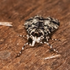 Scoparia exhibitalis at Melba, ACT - 4 Mar 2021 09:00 PM