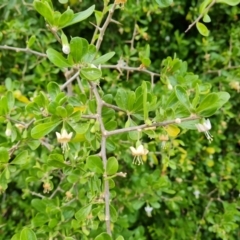 Lycium ferocissimum at Parkes, ACT - 6 Mar 2021