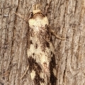 Barea (genus) at Melba, ACT - 4 Mar 2021