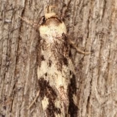 Barea (genus) (A concealer moth) at Melba, ACT - 4 Mar 2021 by kasiaaus