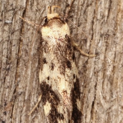 Barea (genus) (A concealer moth) at Melba, ACT - 4 Mar 2021 by kasiaaus