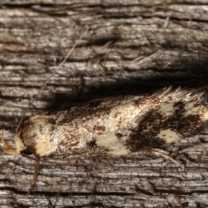 Barea (genus) at Melba, ACT - 4 Mar 2021