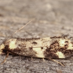 Barea (genus) at Melba, ACT - 4 Mar 2021 10:48 PM